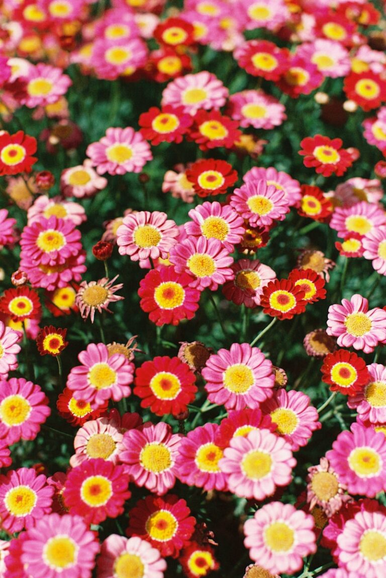 A field of pink and red daisies with yellow centers.