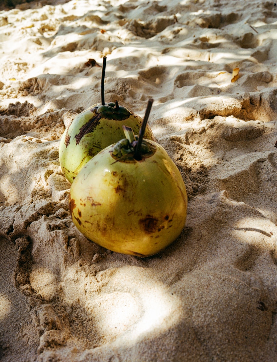 Two coconuts resting on a sandy beach.