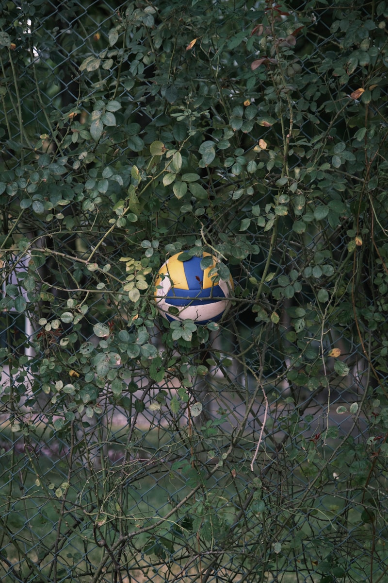 Volleyball caught in overgrown green bushes near fence