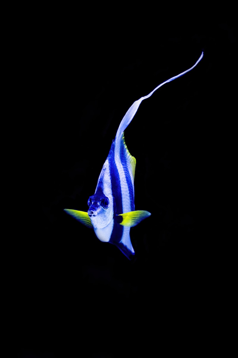 A moorish idol fish swims in dark water.