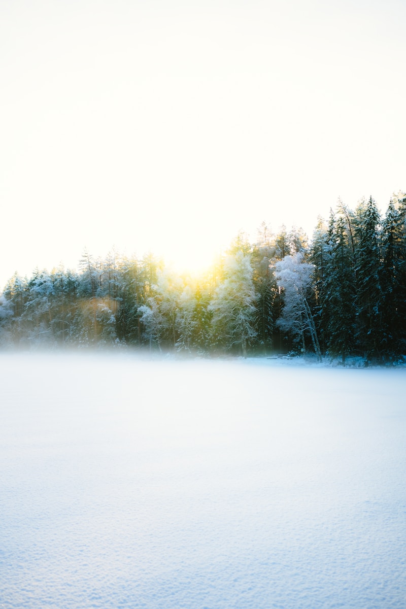 Sunlight shines through a misty winter forest