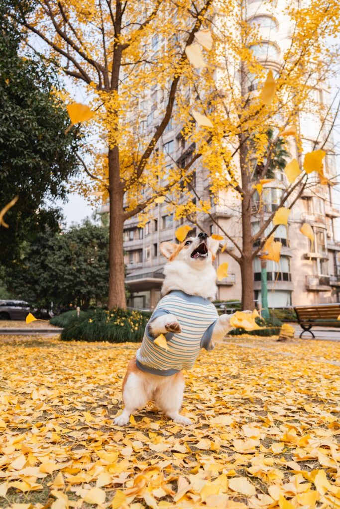 Corgi dog jumping to catch falling autumn leaves