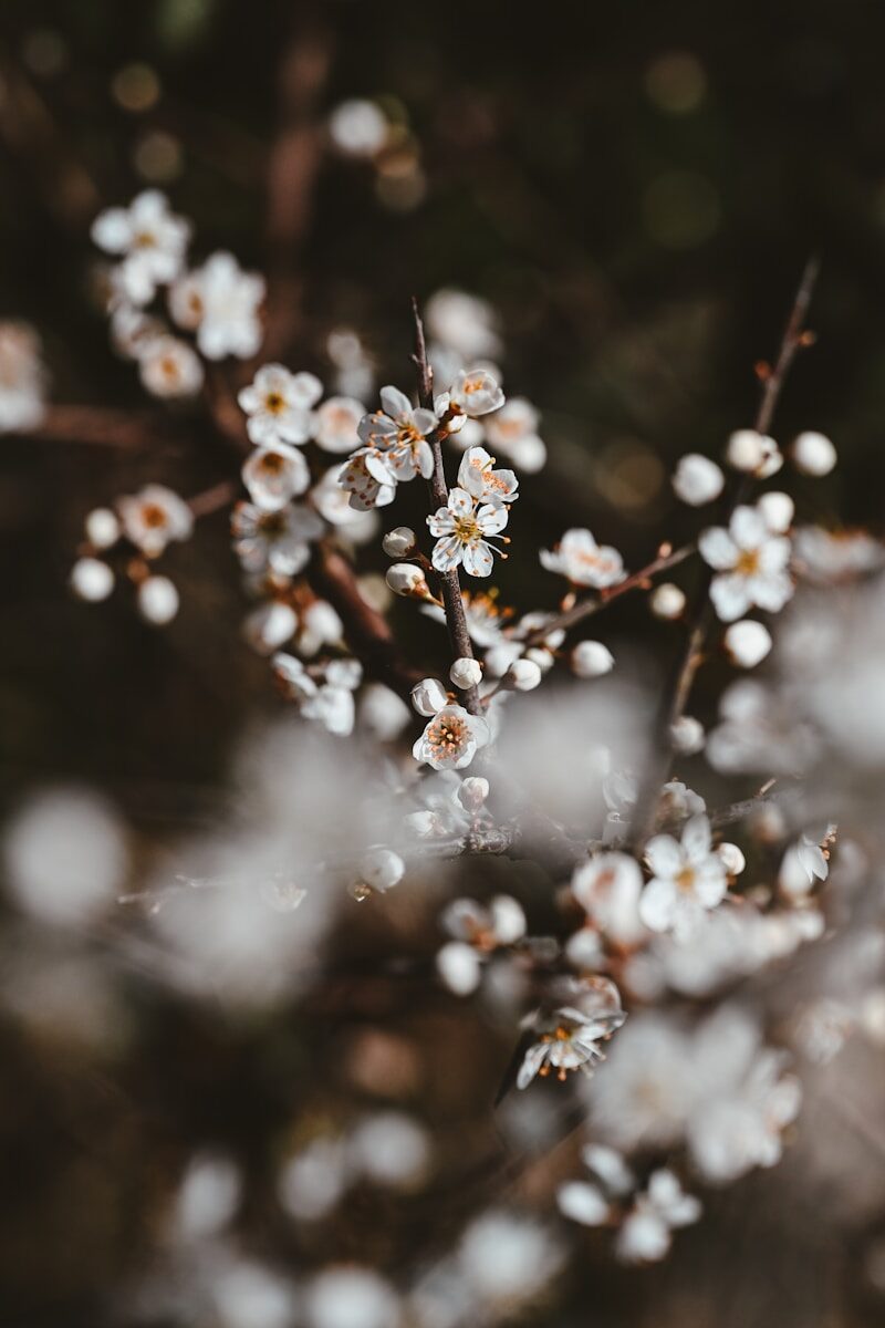 Delicate white blossoms on a dark, blurred background.