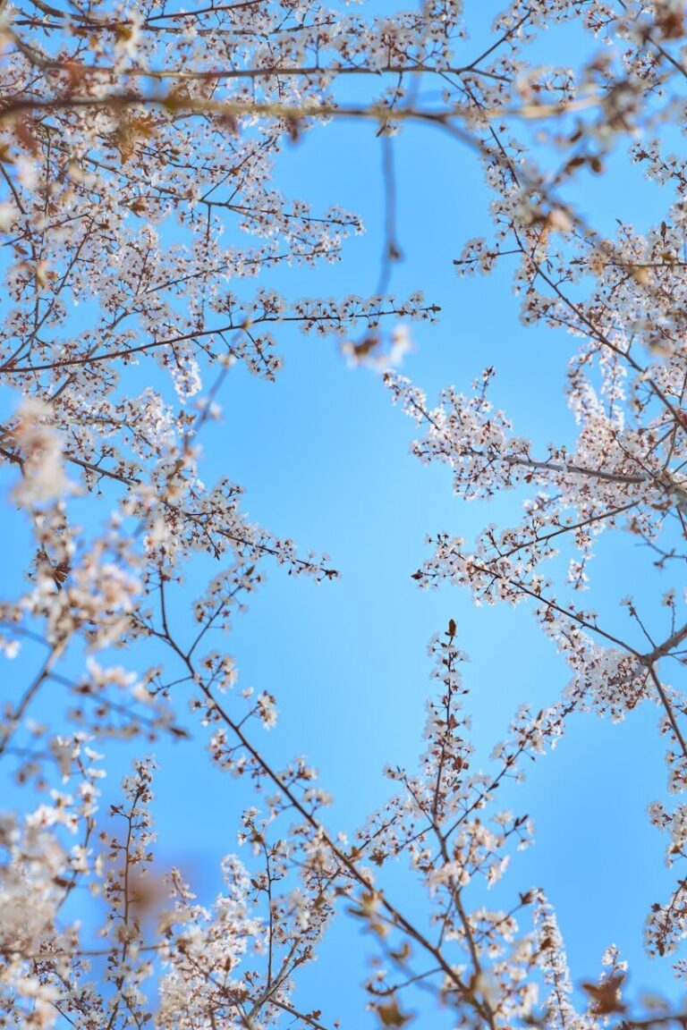 Cherry blossoms against a bright blue sky.