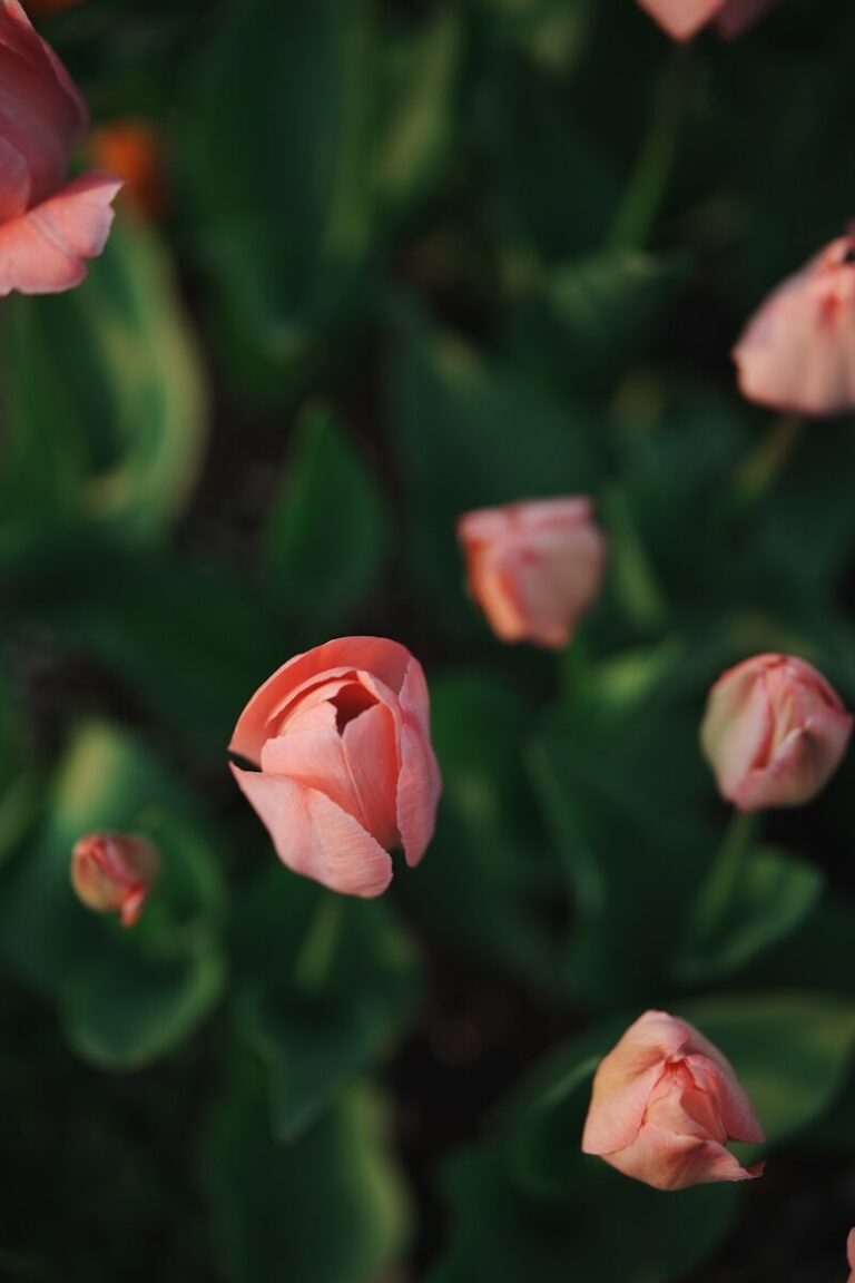 Soft pink tulips bloom in a garden
