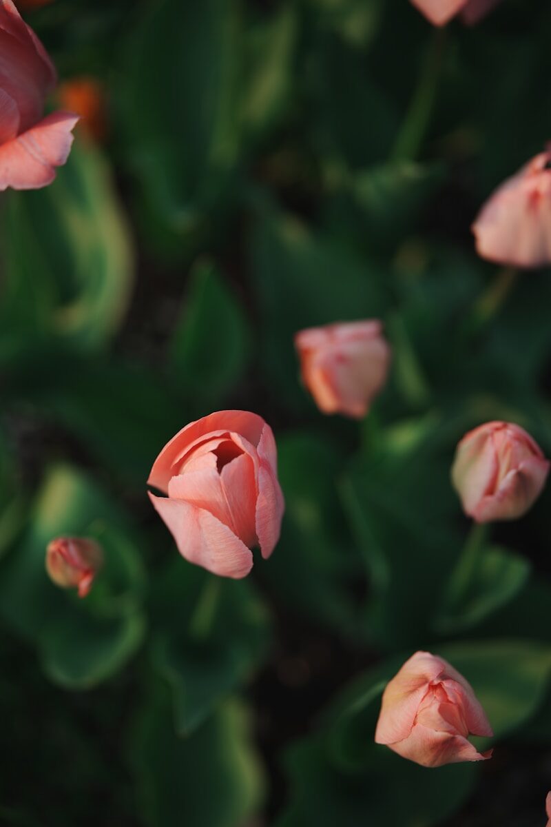 Soft pink tulips bloom in a garden